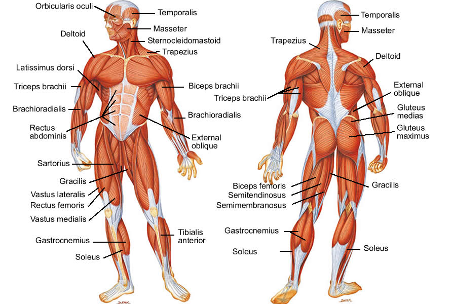 Musculoskeletal System